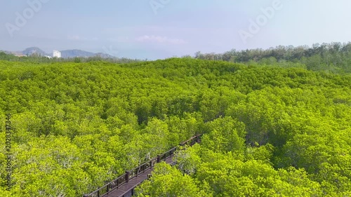 Green mangrove forest landscape and blue sky