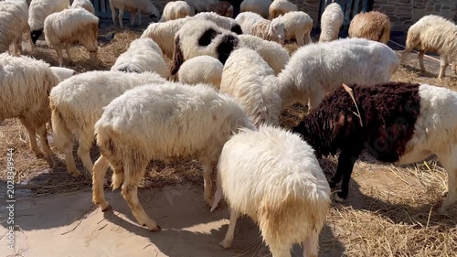 Sheep eating straw on farm