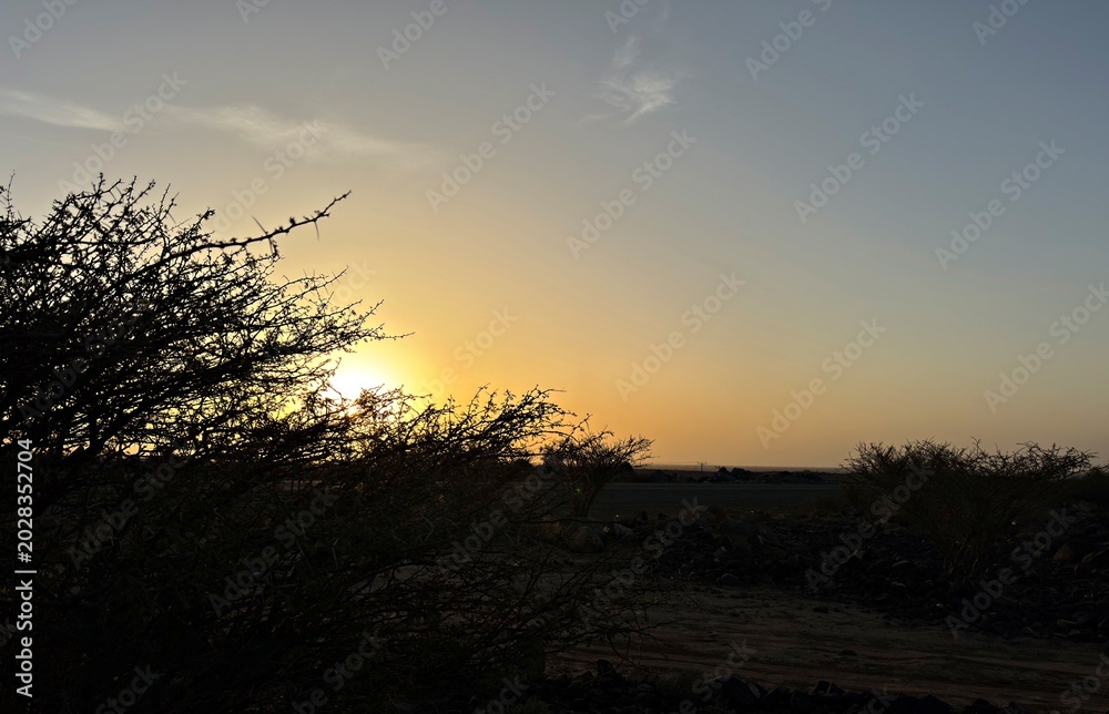 Fototapeta premium Arid desert terrain filled with dark basalt stones and wild acacia shrubs at dusk