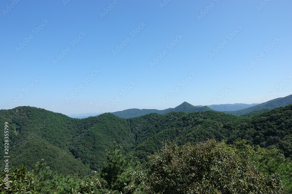 Naklejka premium Mountain landscape and Forest view