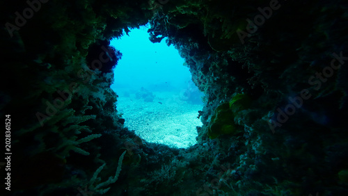 Bild auf Leinwand Coral opening beneath a reef overhang