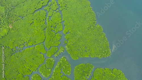 Aerial panoramic mangrove forest view in Siargao island,Philippines. Mangrove landscape