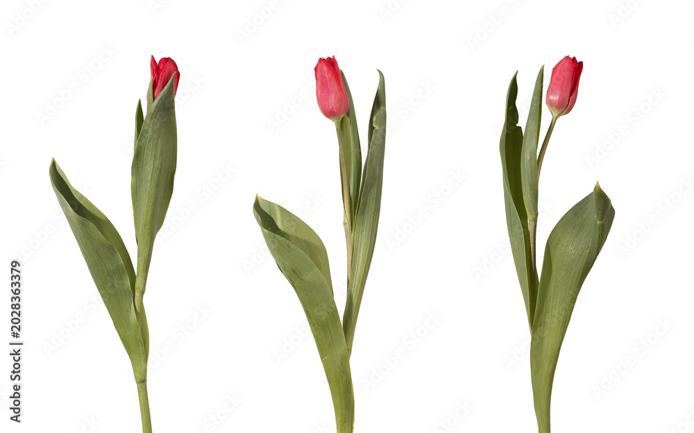 Obraz premium Set of single red tulip flowers with stems and leaves isolated white background. Collection showing variation of shape angle and natural form clearly. Floral concept for catalog design and