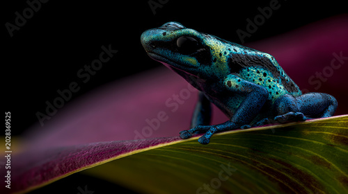 Vivid blue poison dart frog perched on green calla lily petal in macro detail