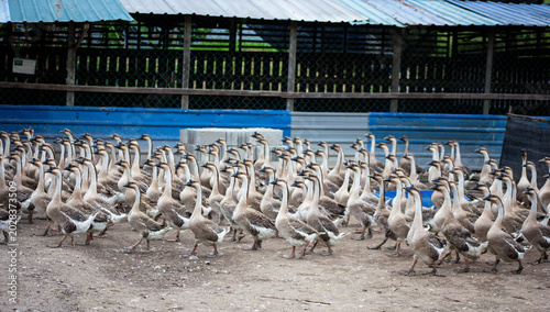 Fotografi A Large Flock of Domestic Brown Geese Walking Together on a Farm Ground