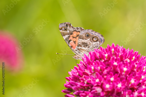 Photos 03405-00606 American Lady (Vanessa virginiensis) on Purple Milkweed (Asclepias purpurascens) Mairon Co
