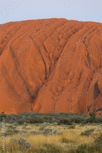 Фотография Close-up view of Uluru rock at sunset time.