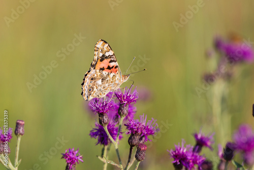 Bild auf Leinwand 03406-01213 Painted Lady Butterfly (Vanessa cardui) on Missouri Ironweed (Vernonia missurica), Marion Co