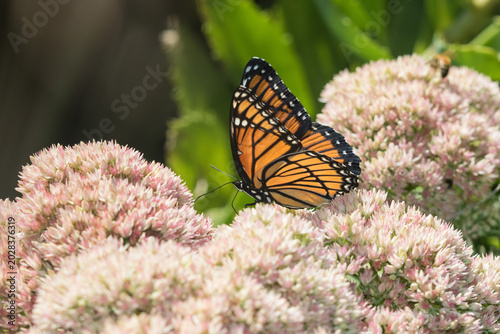 Fotografia 03421-00706 Viceroy (Limenitis archippus) on Autumn Joy Sedum (Sedum spectabile) Marion Co