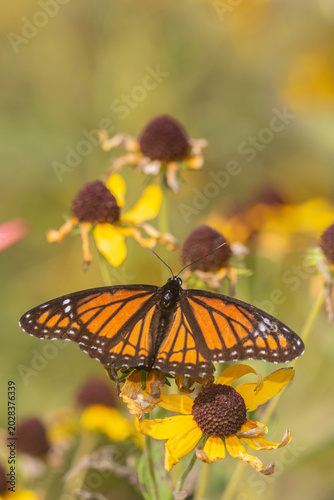 Fotografie 03421-00809 Viceroy (Limenitis arthemis) on Sneezeweed (Helenium sp