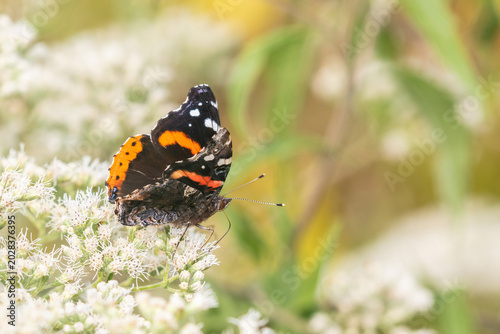 Принти на полотні 03408-00717 Red Admiral (Vanessa atalanta) on Common Boneset (Eupatorium perfoliatum) Marion Co
