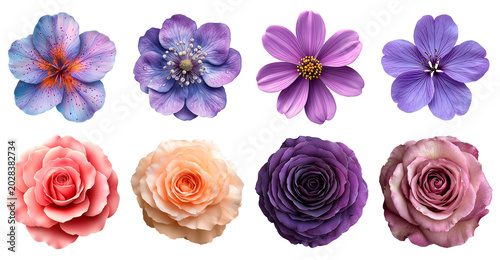 Vibrant spring blossoms collection against transparent background, spring flower png photograph