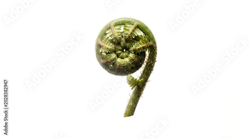 Vibrant Green Fiddlehead Fern Unfurling A Captivating Close-Up of Nature's Renewal
