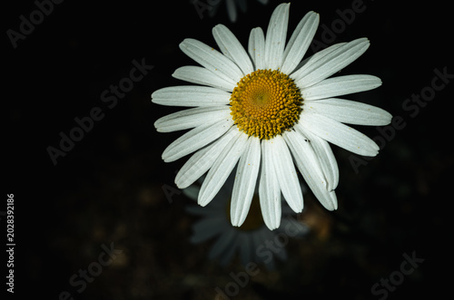 Billede på lærred Oxeye daisy flower blooming against a dark background