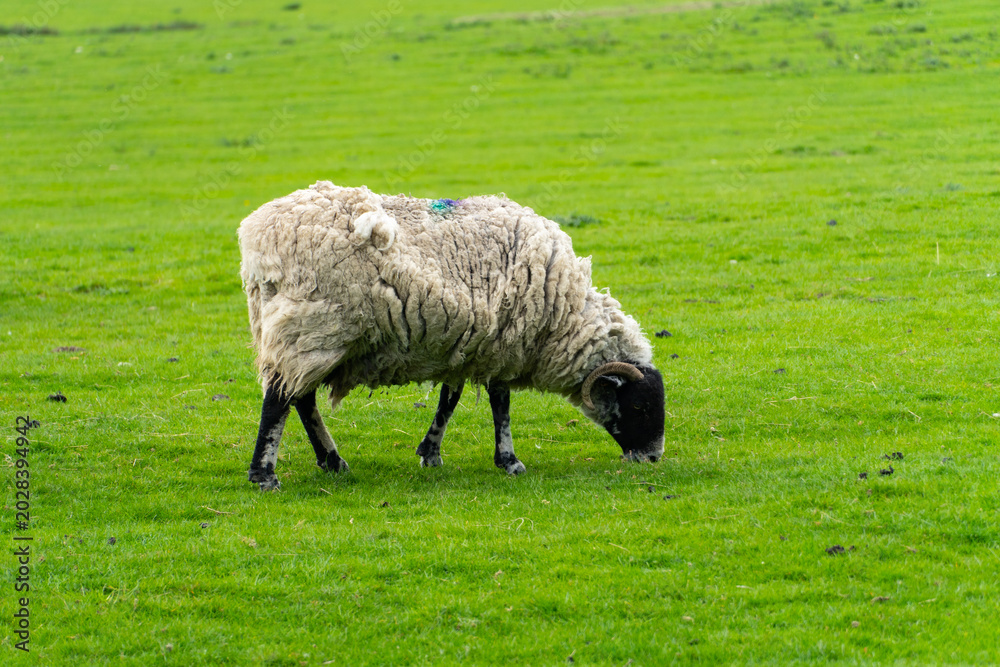 Obraz premium Sheep Eating Grass in British Countryside Farm Landscape