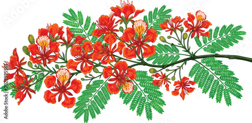 Obraz na płótnie Blooming Royal Poinciana Branch Vector Illustration with Vibrant Red Flowers and