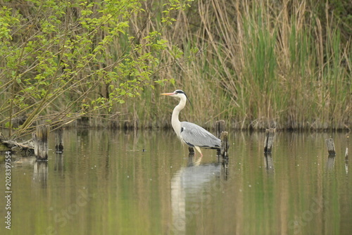 Grey heron in the marsh
