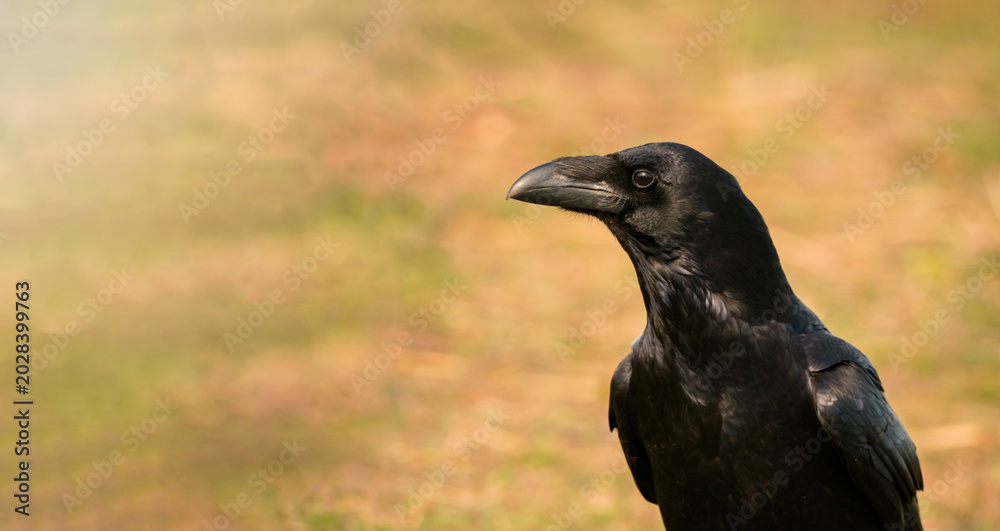 Fototapeta premium Black Crow Portrait with Warm Natural Background and Copy Space