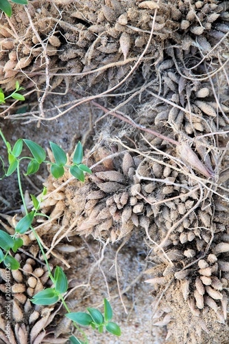 Cuadro en lienzo Fibrous rhizomes and roots of Bridal creeper (Asparagus asparagoides)