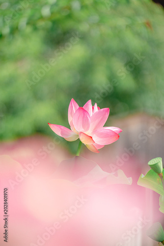 Tableau sur toile 初夏に咲く美しい蓮の花 新緑に囲まれた癒しの和風風景