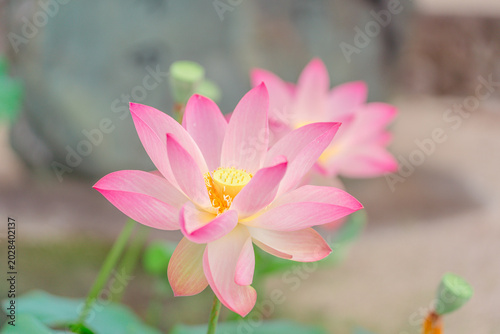 Photos 初夏に咲く美しい蓮の花 新緑に囲まれた癒しの和風風景