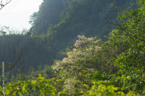 trees in the mountains
