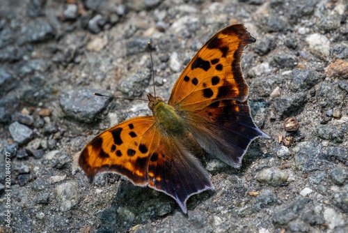 A vibrant orange and black Question Mark butterfly rests on a rocky surface, displaying its beautifully patterned wings in sharp detail.