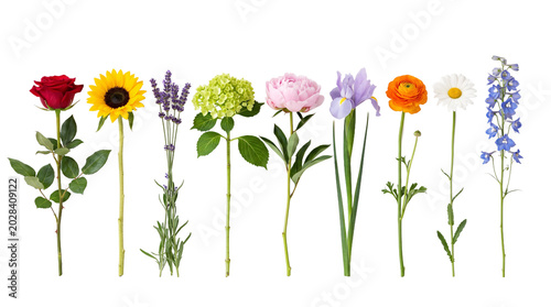 Various colorful flowers including rose sunflower lavender hydrangea peony iris ranunculus daisy and delphinium arranged in a neat row for floral decoration on transparent background