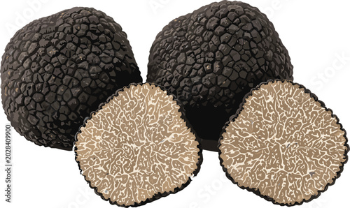 Obraz na plátně Realistic black truffle mushrooms vector illustration with whole and sliced gour