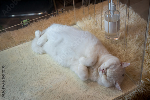 A White British Shorthair Cat is sleeping in a clear acrylic box being sold at a department store event, selective focus.