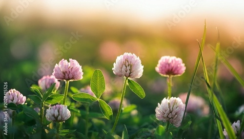 Trifolium Repens Flower Growing In Field Close Up Shoot