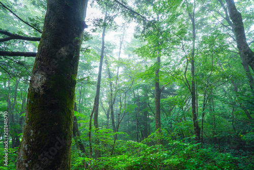 Tableau sur toile 雨と霧に包まれた夢幻的な自然林。神秘的で静謐な空気感が漂い、ファンタジー・ウェルネス・エコデザイン