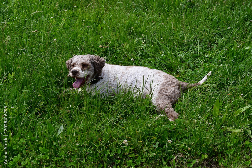 Fototapeta premium Portrait eines Lagotto Romagnolo Hundes