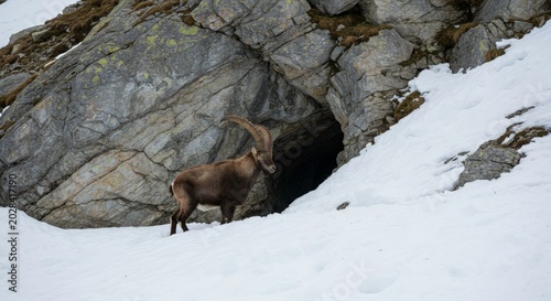 Wild ibex standing at a rocky cave entrance.