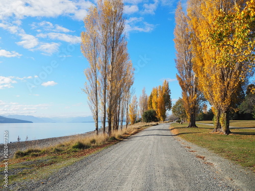 Obraz na płótnie Scenic dirt road along the lakeside with golden autumn poplar trees in Te Anau, New Zealand