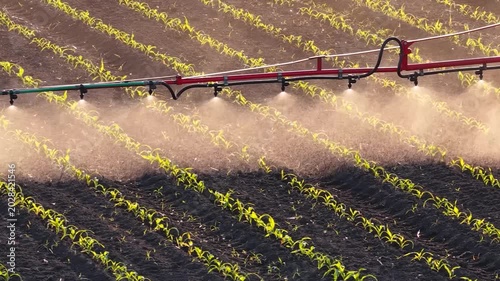 Aerial view of crop sprayer working on a corn field at sunset. Spring day beautiful landscape, rural scene. Drone shot of spraying corn to the increase crop yield.
