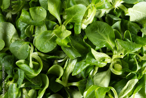 Tableau sur toile Healthy lambs lettuce pattern for menu