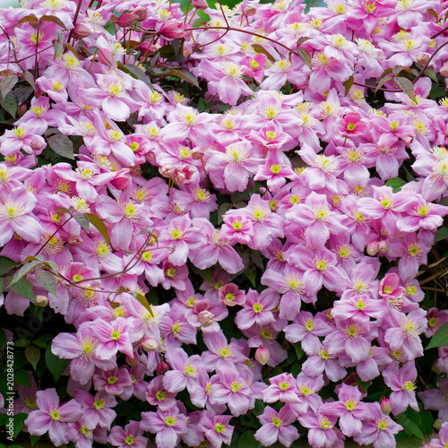 Clematis