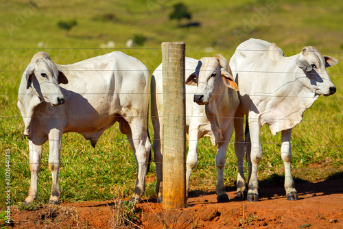 Photos Um pequeno rebanho de bovinos em uma fazenda no Brasil.