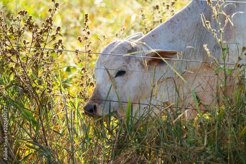 Slika na platnu Close em um bovino se alimentando de capim no pasto de uma fazenda