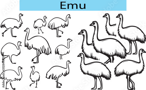 Black Emu outline vector illustration
