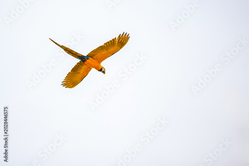 Arara Canindé voando no céu nublado.