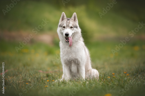 Happy Siberian Husky dog sitting on grass in spring park