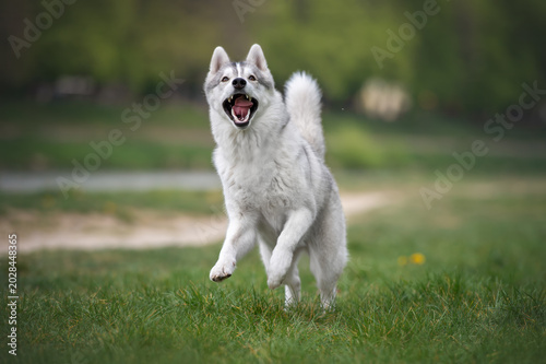 Playful Siberian Husky dog running on green meadow