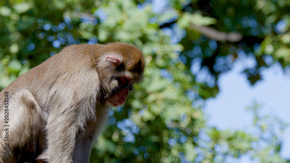 Fototapeta premium Rhesus Macaque Sitting Calmly in Profile Against a Lush Forest Canopy