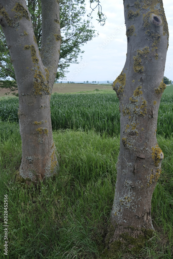 Fototapeta premium Tree trunks with textured bark and lichen patches stand in a grassy field