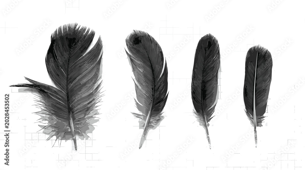Fototapeta premium Set of Detailed Black and Grey Bird Feathers with Soft Texture Realism for Elegant Graphic Backgrounds Artistic Patterns and Boho Style Decor Designs