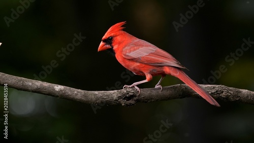 A male Northern Cardinal (Cardinalis cardinalis) rests on a branch in a forest park.