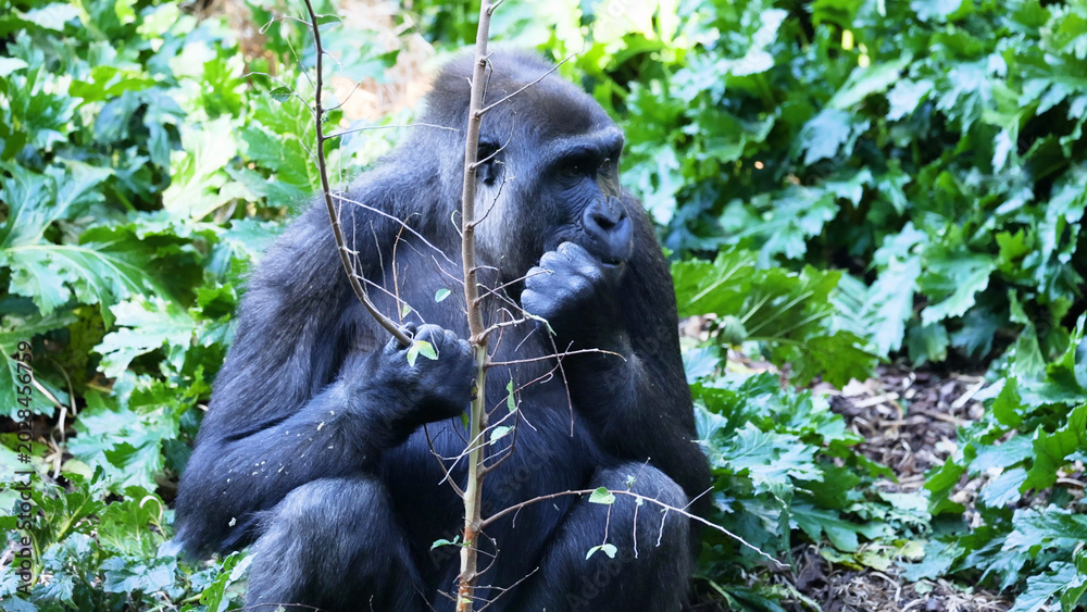 Fototapeta premium Western Lowland Gorilla Sitting and Eating Plants in Lush Green Environment