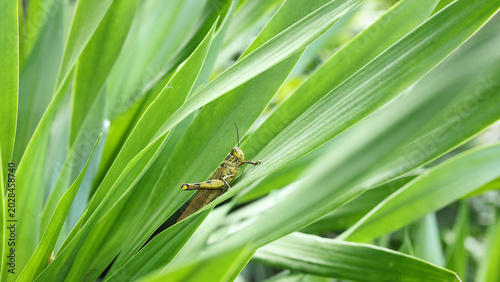 Foto Close-up of a Grasshopper Perched on Long Green Plant Blades